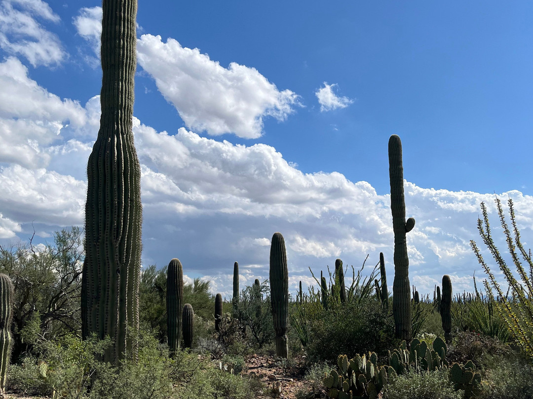 Tucson Mountain Park West-图森必去景点