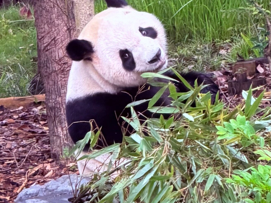 China Discovery-成都必去景点