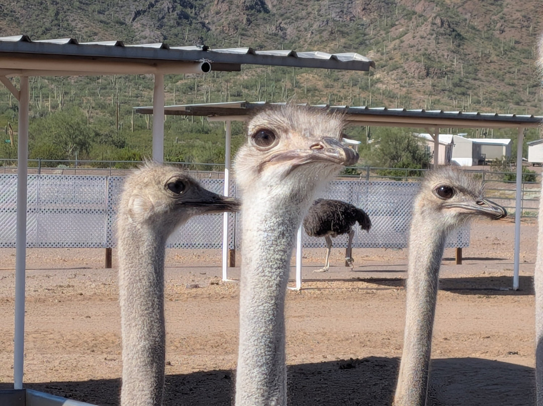 Rooster Cogburn Ostrich Ranch-Picacho必去景点