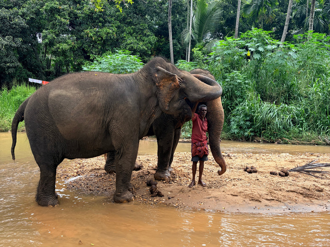 Elephant Freedom Project-凯格勒 必去景点
