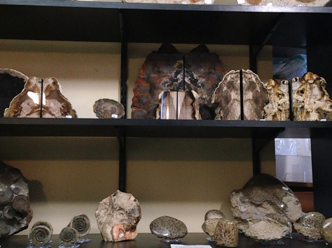 Dave's Down To Earth Rock Shop-埃文斯顿必去景点