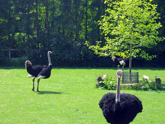 Wild- und Freizeitpark Ostrittrum景点图片