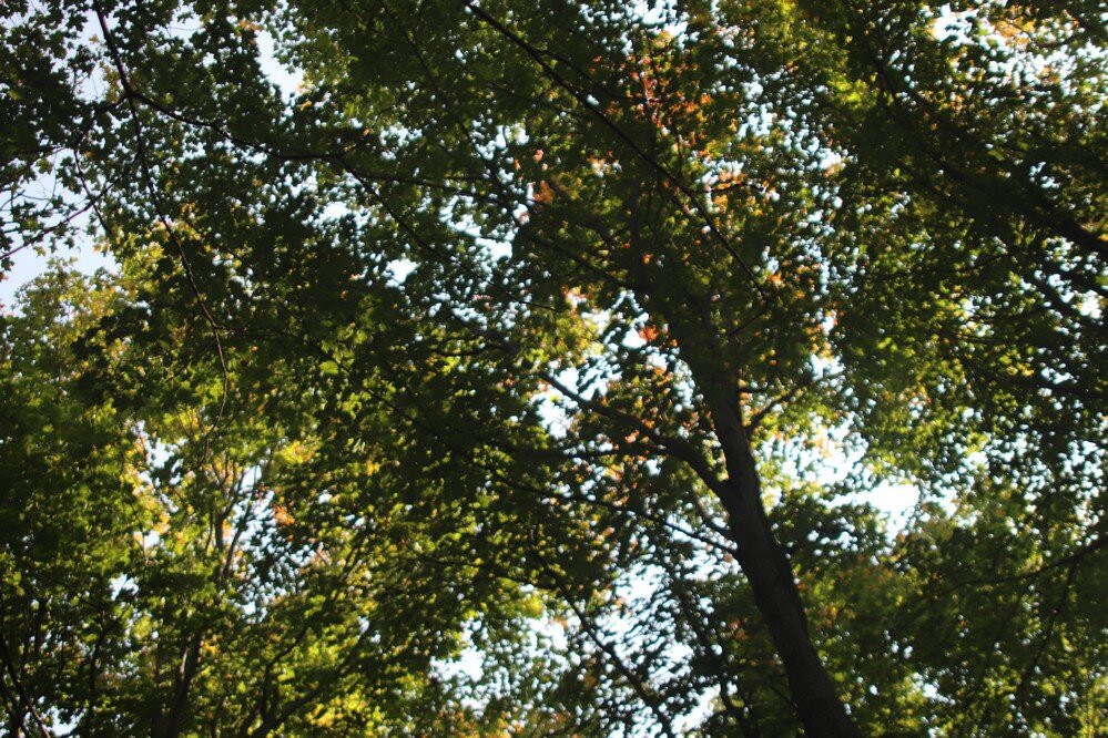 Nottawasaga Lookout Provincial Nature Reserve