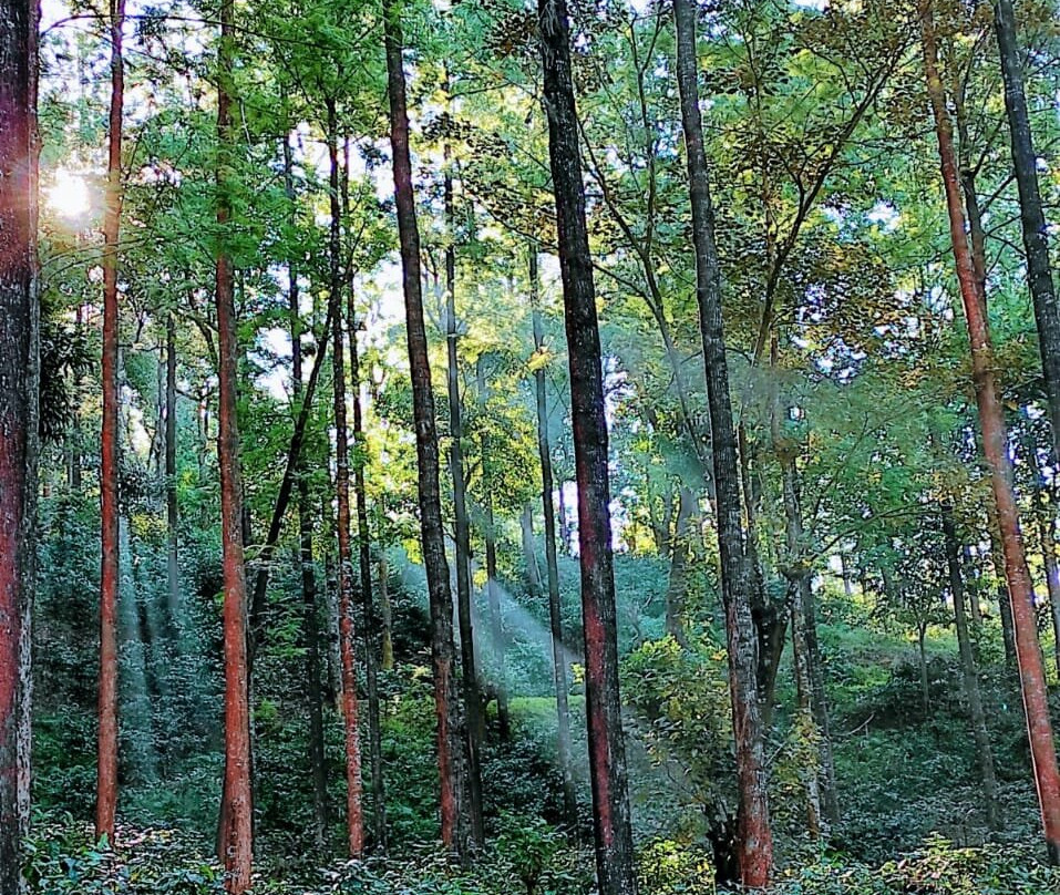 Nature Nirvana主图