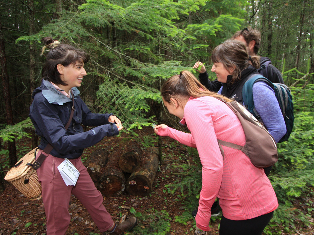 Forêt Gourmande / Coop de l'arbre