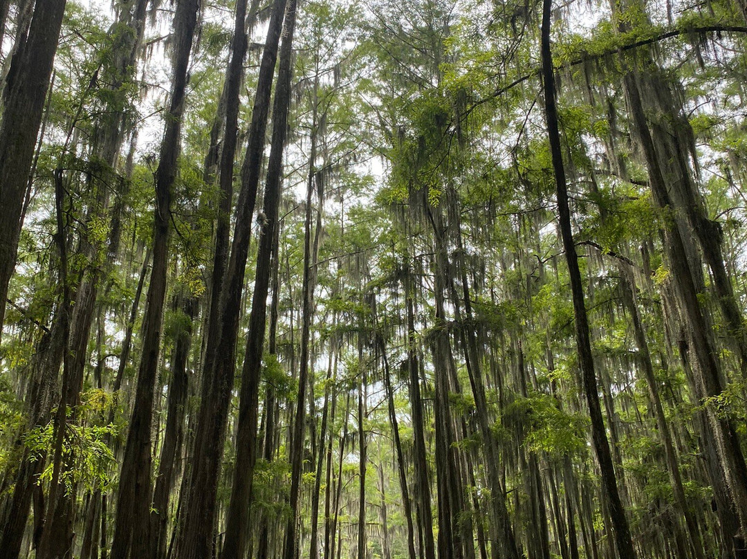 Caddo Lake Wildlife Management Area-Karnack必去景点