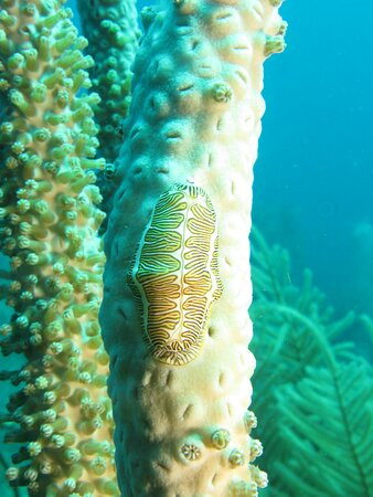 Les Baillantes Tortues-Pointe-Noire必去景点