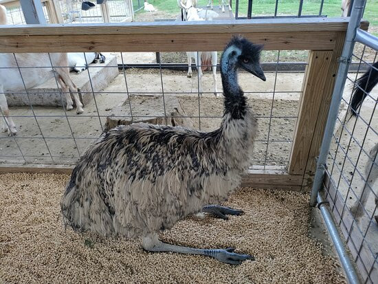 Harmony Lane Farm & Creamery-Smithville必去景点