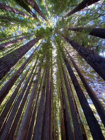 Redwood Forest景点图片