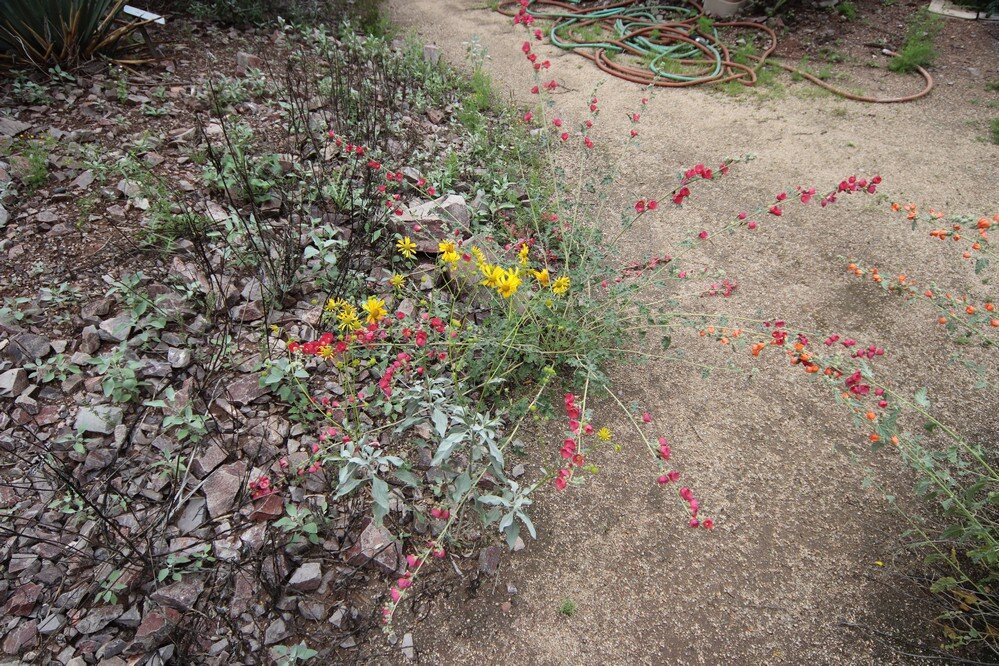 Desert Arboretum Park-坦佩必去景点