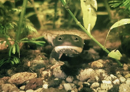 Jurien Heights Plant And Fish Nursery-朱里恩湾必去景点