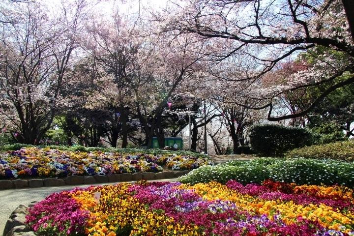 Asukayama Park景点图片