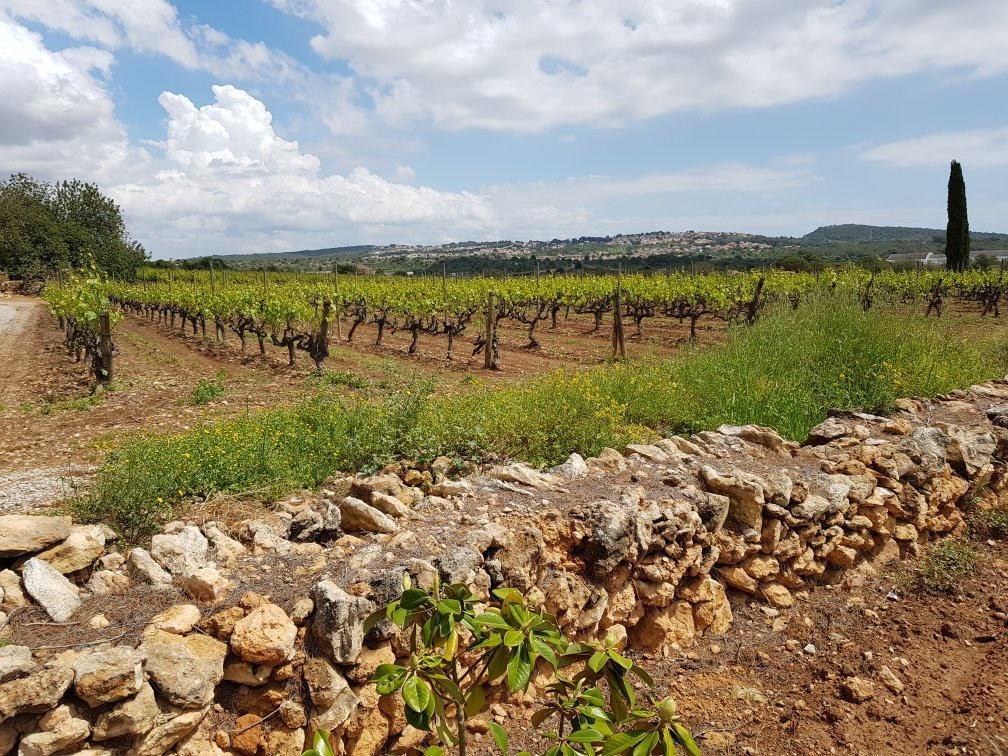 El Vendrell旅游攻略图片