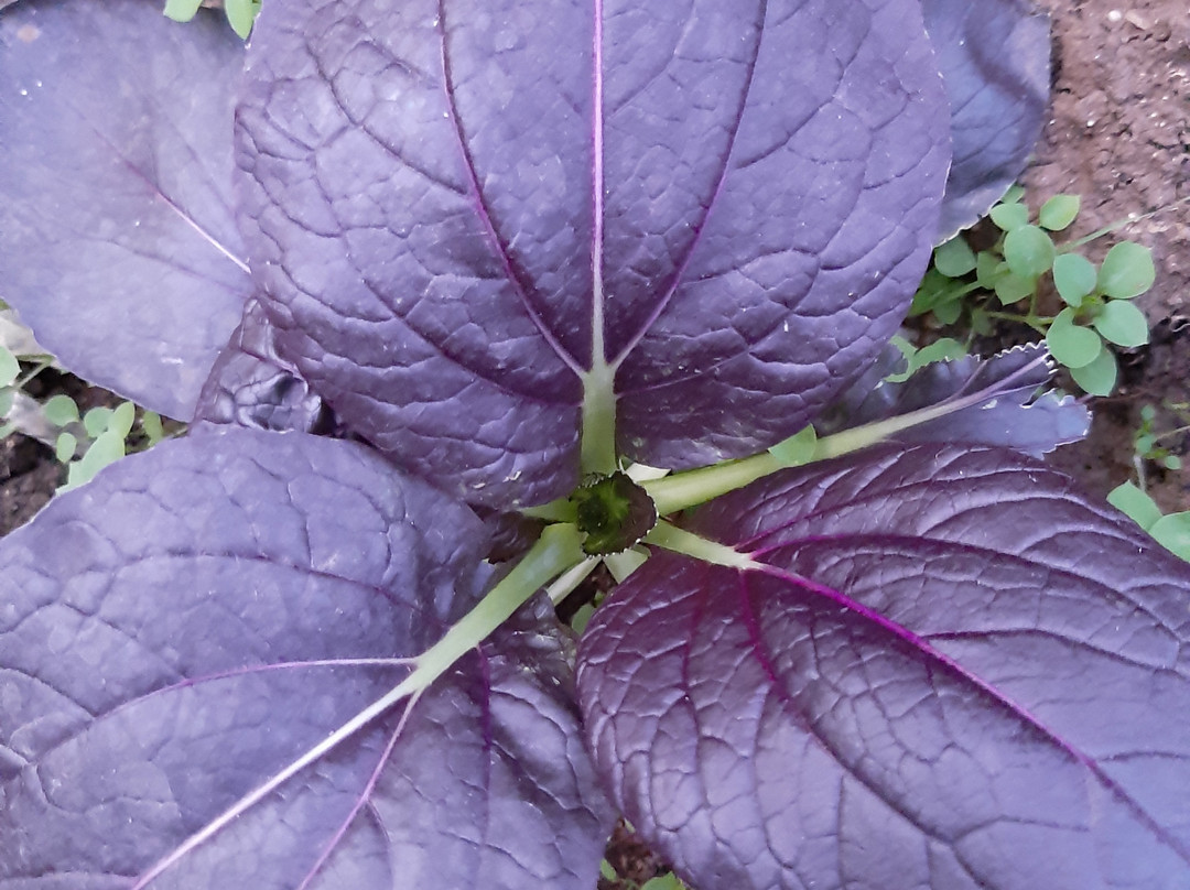 Eliad旅游攻略图片