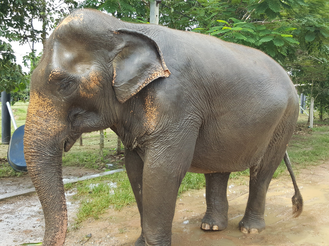 Wildlife Friends Foundation Thailand景点图片