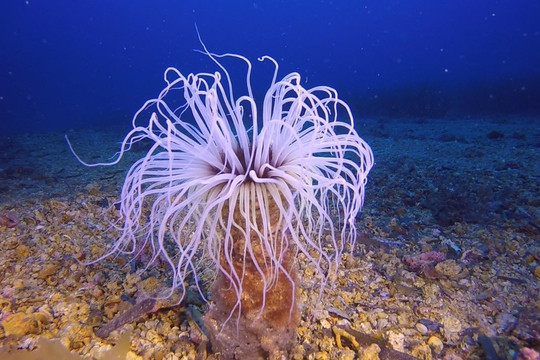 Eau Bleue-Cavalaire-Sur-Mer必去景点