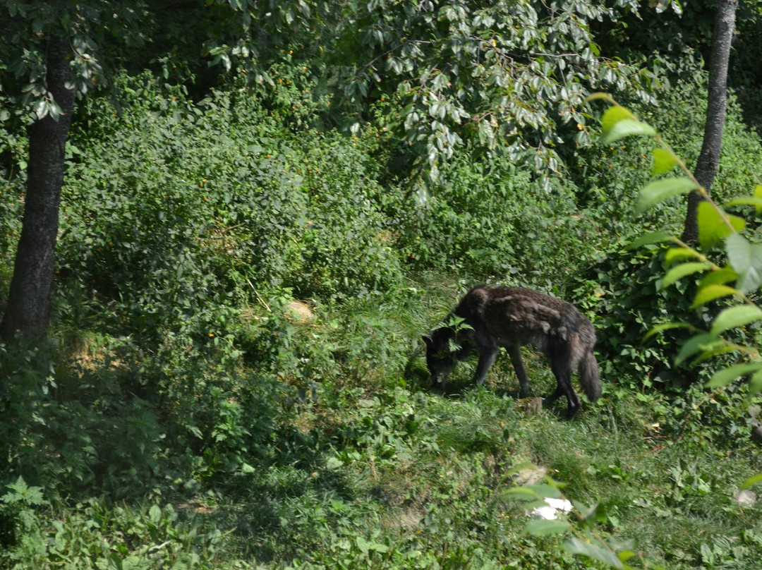 Haliburton Forest and Wild Life Reserve景点图片