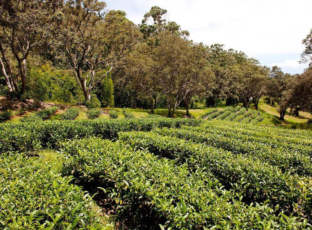 Mauna Kea Tea景点图片