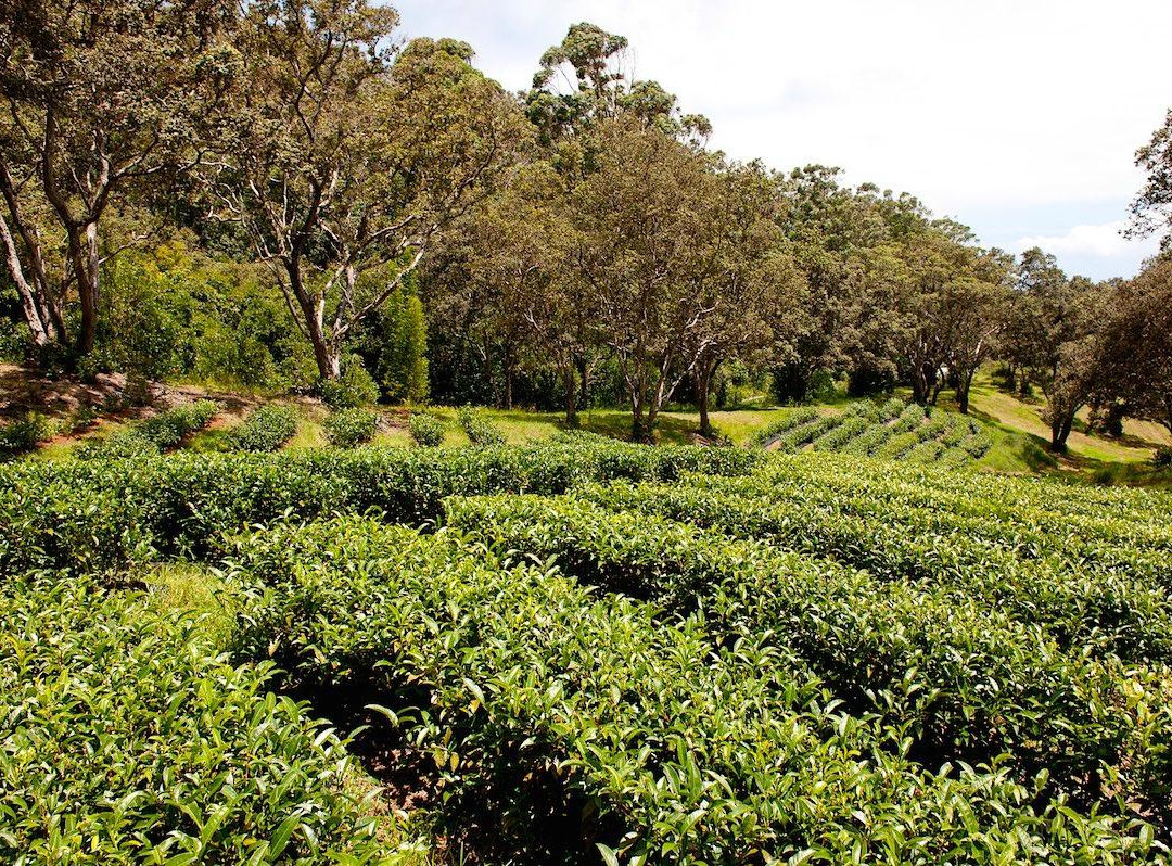 Mauna Kea Tea景点图片