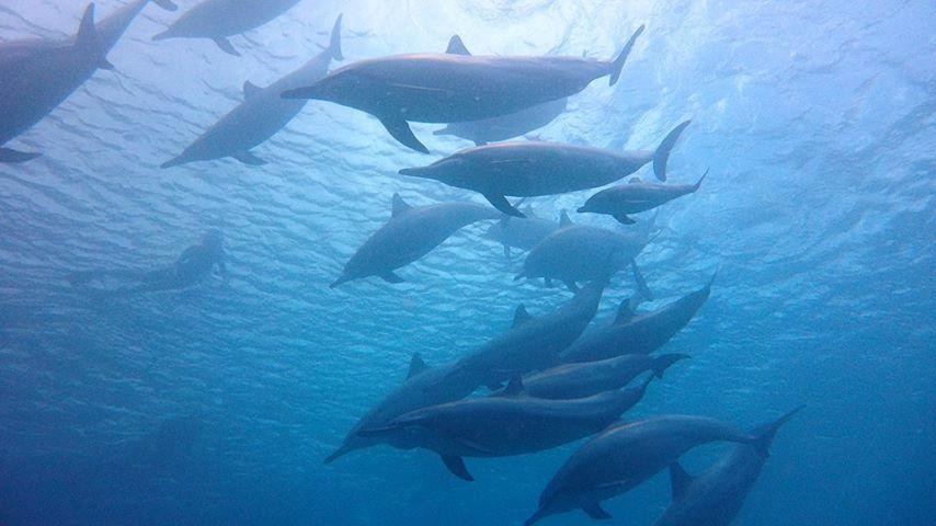 NeverDry Divers-基黑必去景点