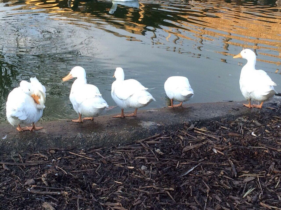 Leyton旅游景点-Brooks Farm
