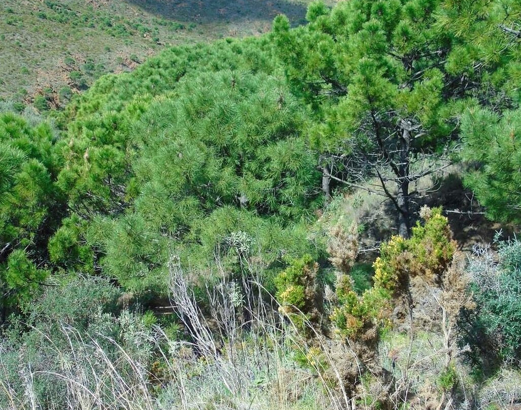 Los Reales de Sierra Bermeja-埃斯特波纳必去景点