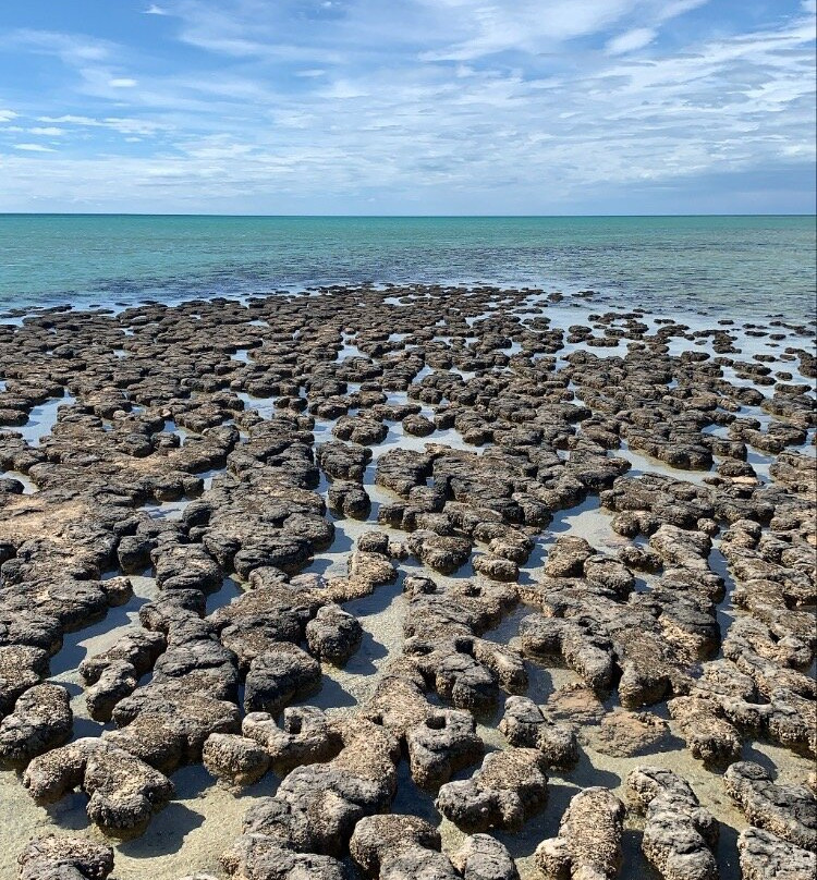 Stromatolites of Shark Bay-德纳姆必去景点