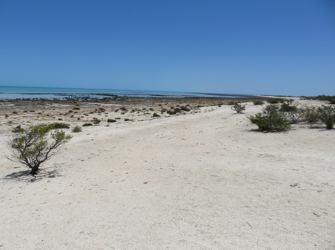 Stromatolites of Shark Bay-德纳姆必去景点