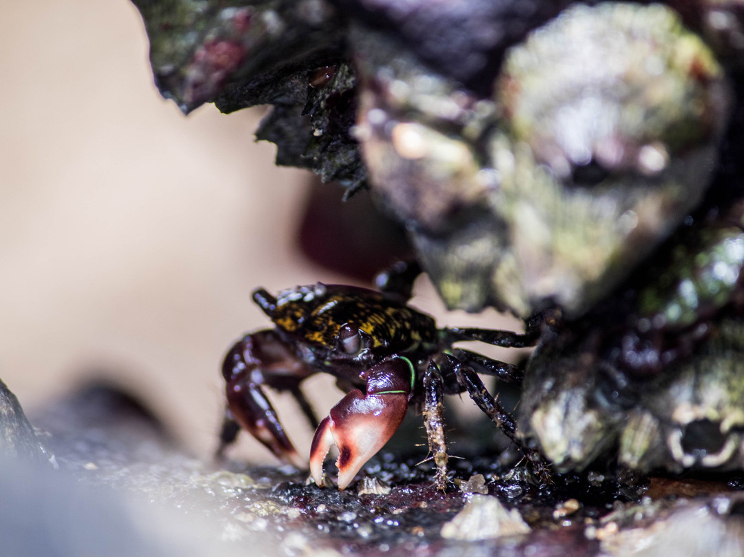 Praia Ponta Azeda-伊利亚贝拉必去景点