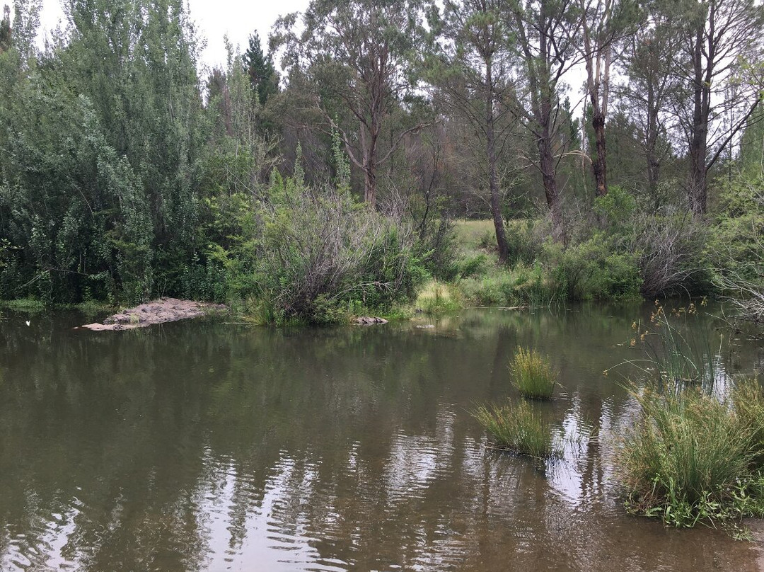 Armidale Pine Forest景点图片