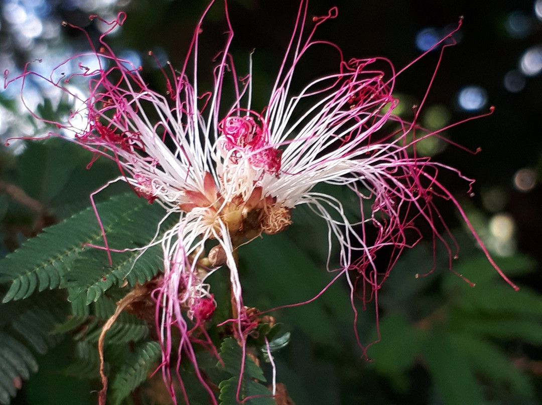 Jardim das Sensações-库里提巴必去景点