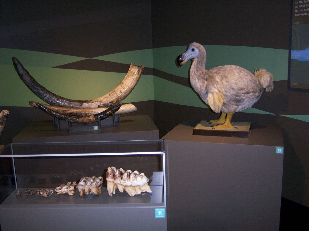 Buffalo Museum of Science-水牛城必去景点