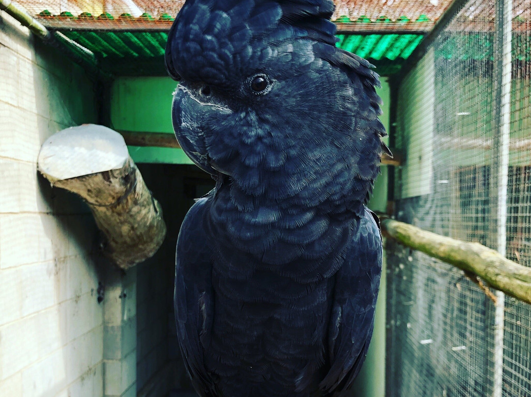 Ballarat Bird World-巴拉瑞特必去景点