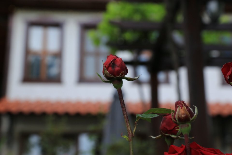 Iliikova House-官方