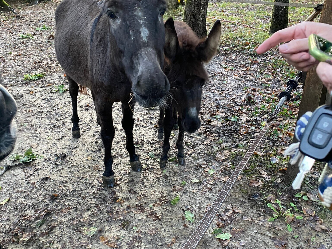 Domaine du Merlot主图