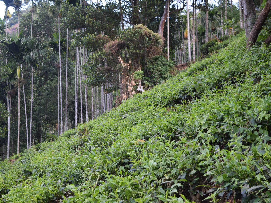 Sumanagira Estate Camping-Yatiyantota必去景点