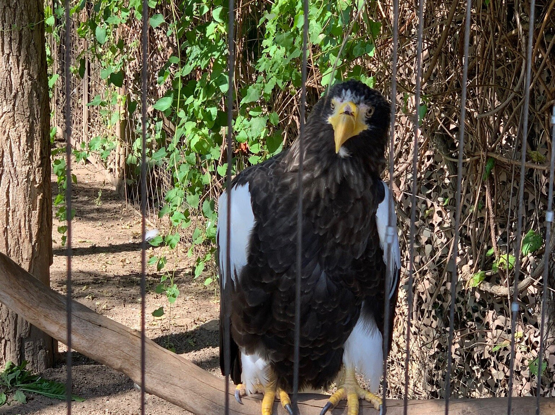 Zoo Heidelberg景点图片