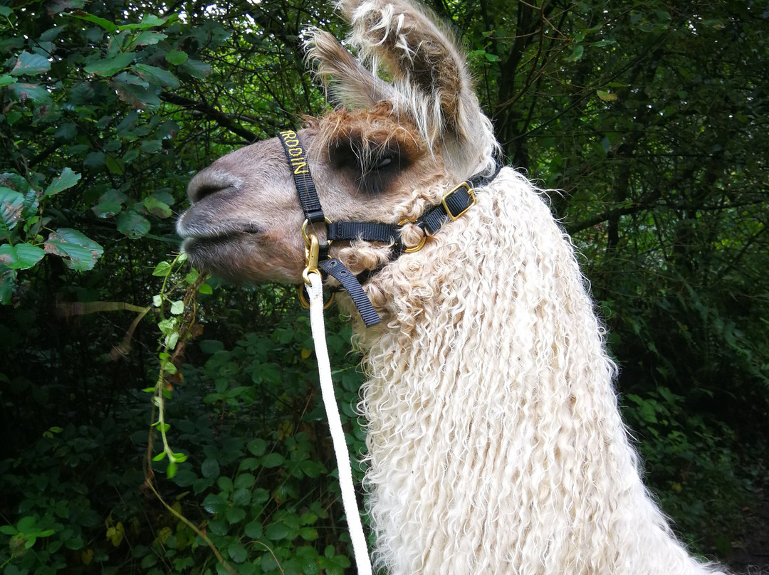 Pembrokeshire Llama Sanctuary景点图片