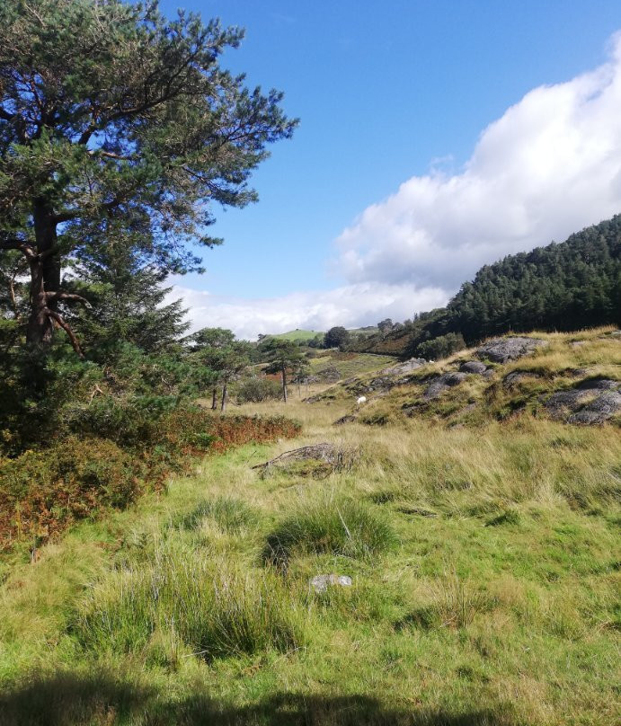 Llyn Geirionydd景点图片