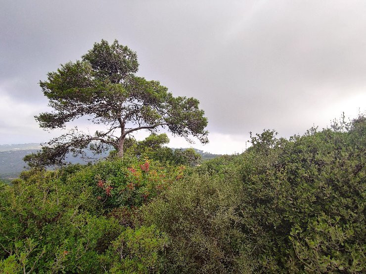 Carmel National Park景点图片