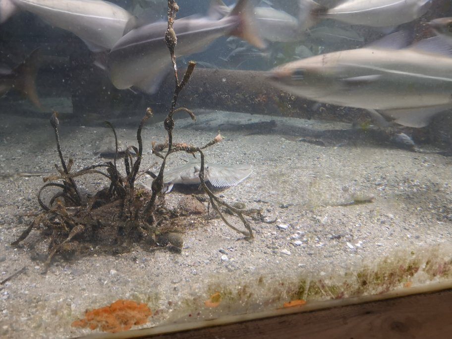Sognefjord Akvarium景点图片