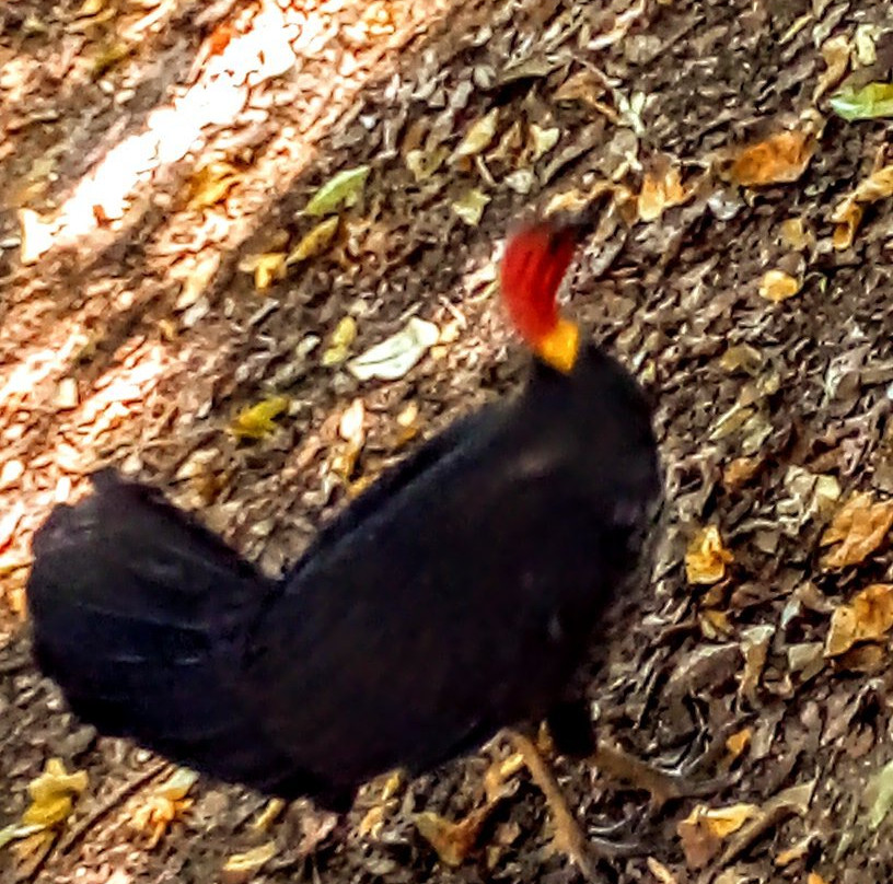 Atherton Rotary Club Park- 阿瑟顿必去景点