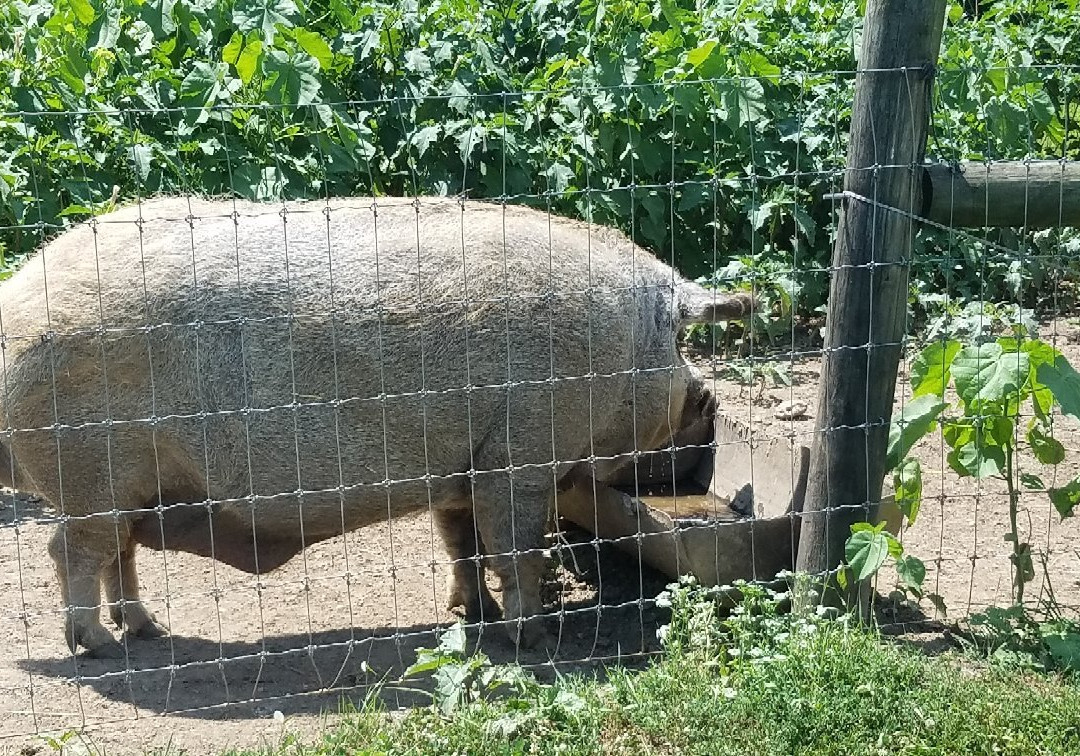 Wooly Pig Farm Brewery景点图片