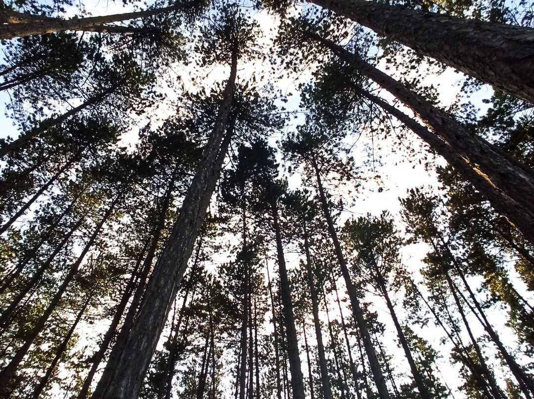 Hotel Candeleto主图