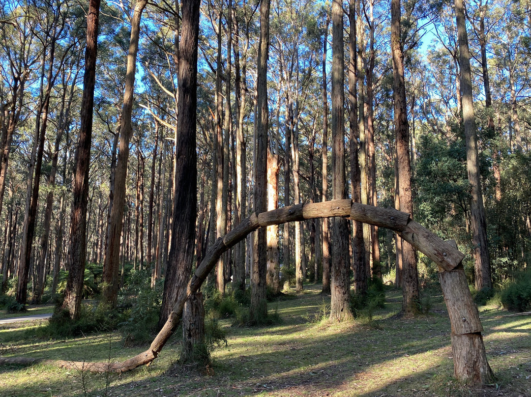 Toolangi Sculpture Trail景点图片