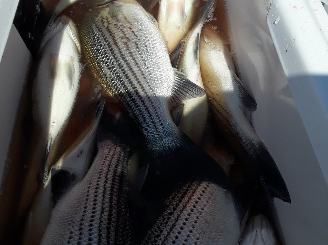 Catch A Trophy Fishing Guide Service - Tours景点图片