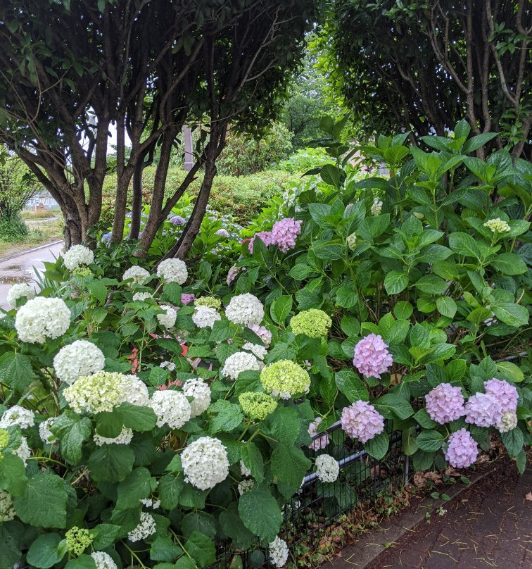 Ichibaike Park-摄津市必去景点