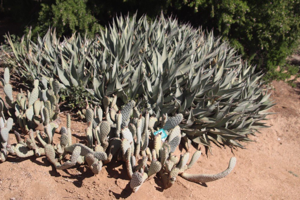University of California Riverside Botanic Gardens-里弗赛德必去景点