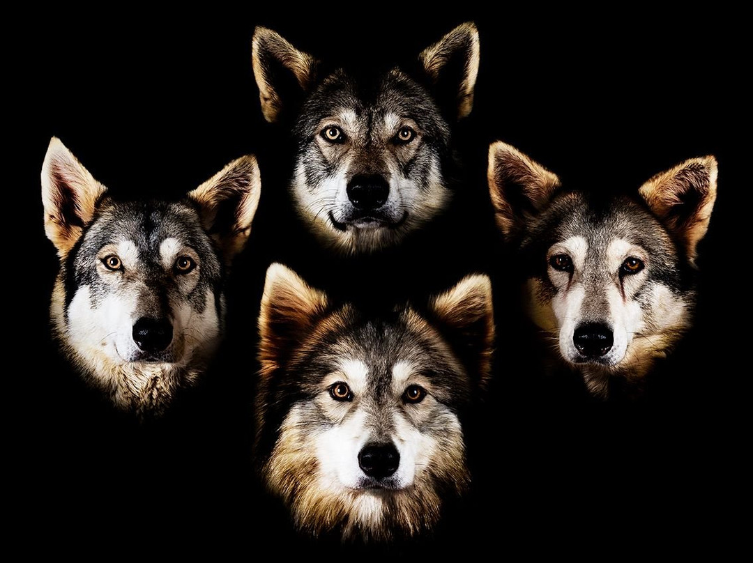 Watermill Wolves Wolf-dog Actors景点图片