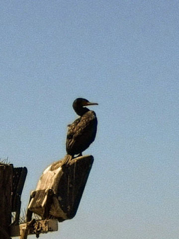 Dee Why Rockpool-德威必去景点